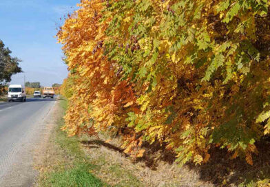 Egy lokálpatrióta emlékei XXX.